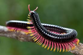 millipede