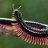 millipede